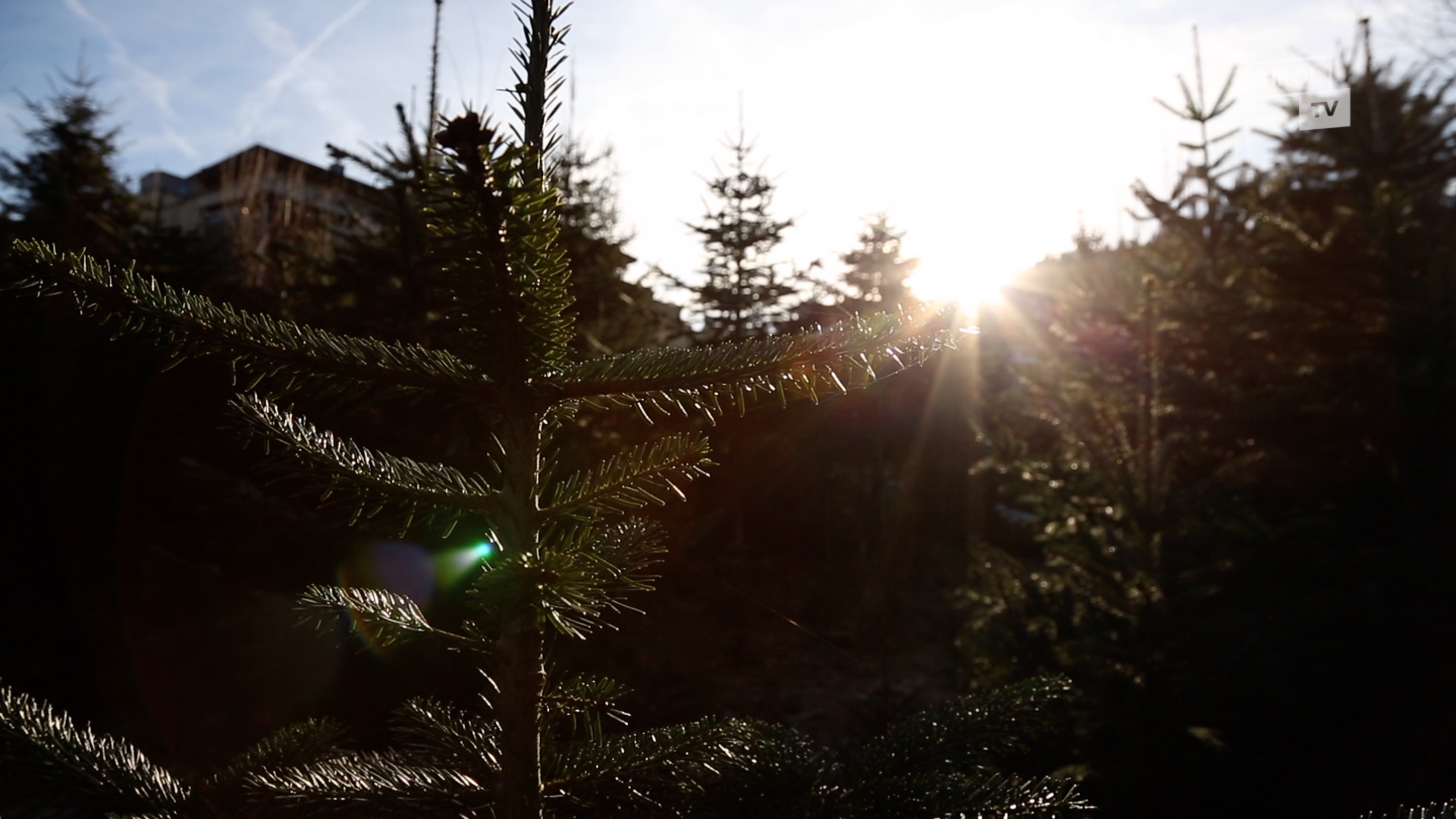 Christb Ume Aus Den Heimischen W Ldern Tirol Today Tirol Tv