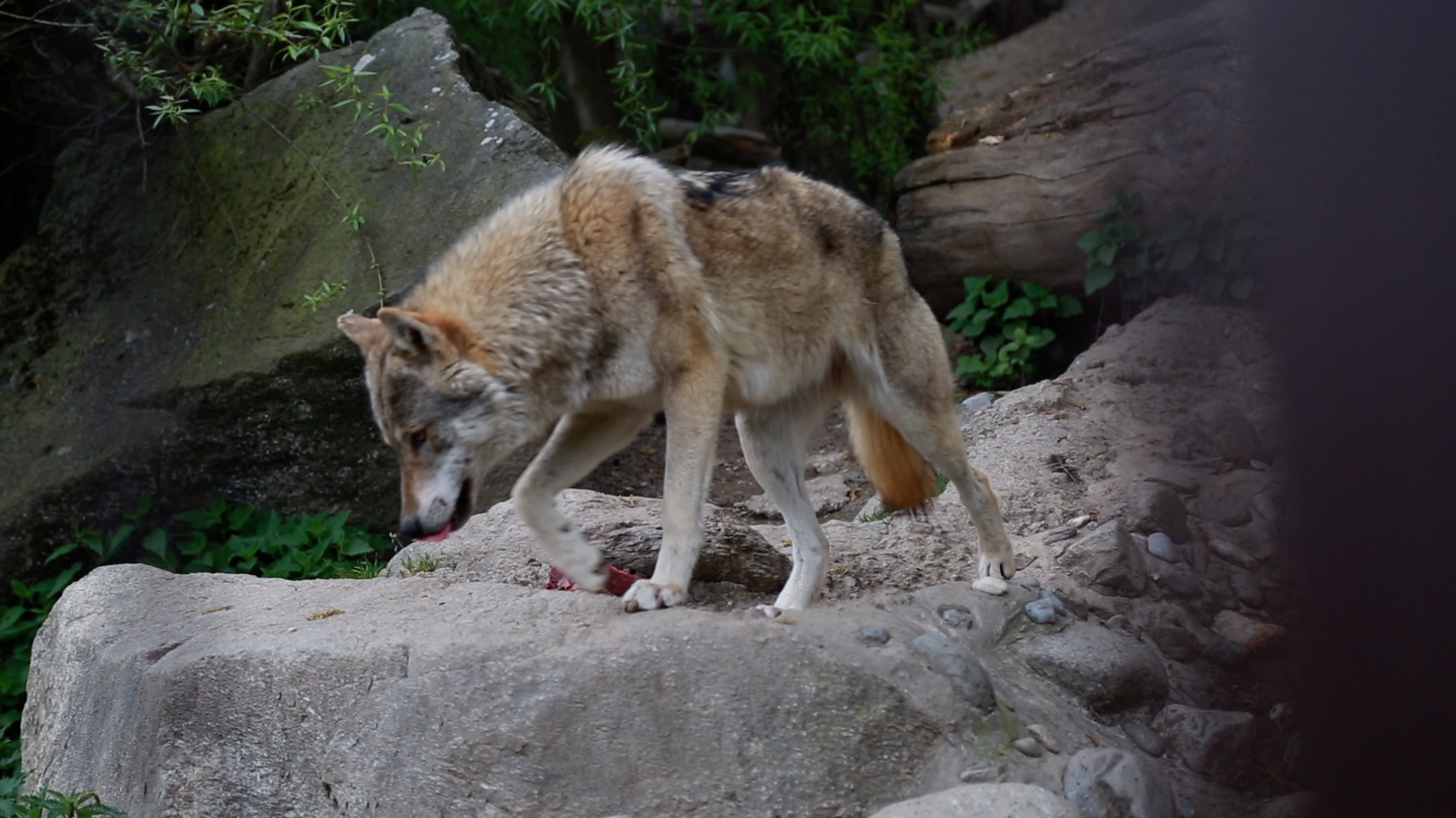 Wolf in St. Jakob in Defereggen Tirol TODAY Tirol TV